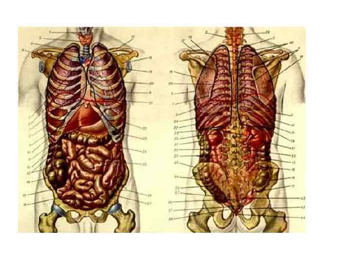 Строение человека внутренние органы со спины женщины с надписями фото