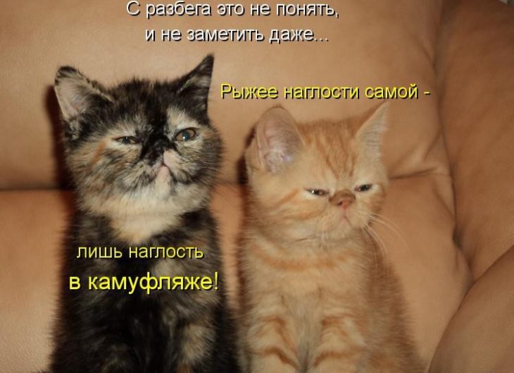 Милые картинки с котиками для девушки с надписями