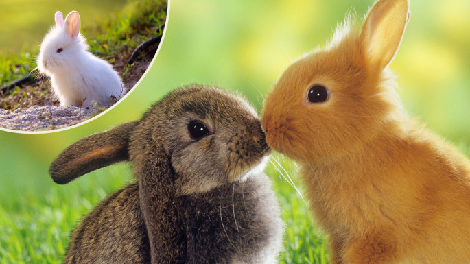 Кролики целуются. Разговор двух кроликов. Постер Целующиеся кролики. Два кролика целуются фото.