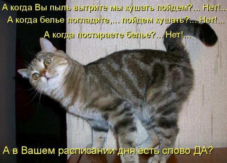 смешные картинки котов с надписью