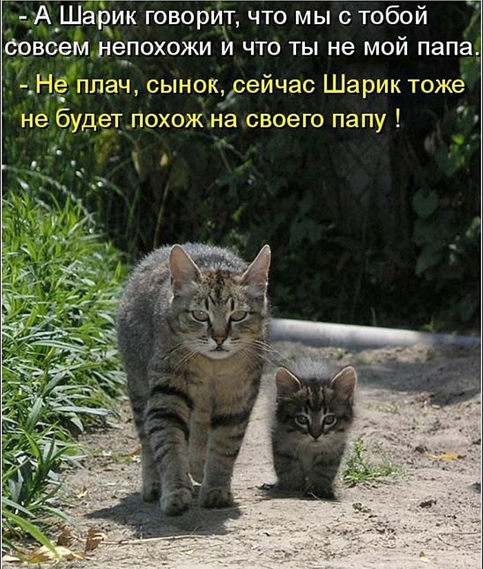 Фото котиков прикольные и смешные с надписями
