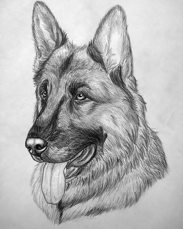Рисунки животных простым карандашом. Рисунки карандашом. Животные карандашом. Собака карандашом. Красивые рисунки карандашом.