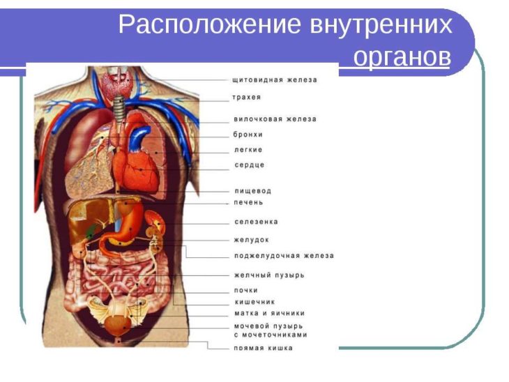 Расположение органов человека в картинках (40 картинок)