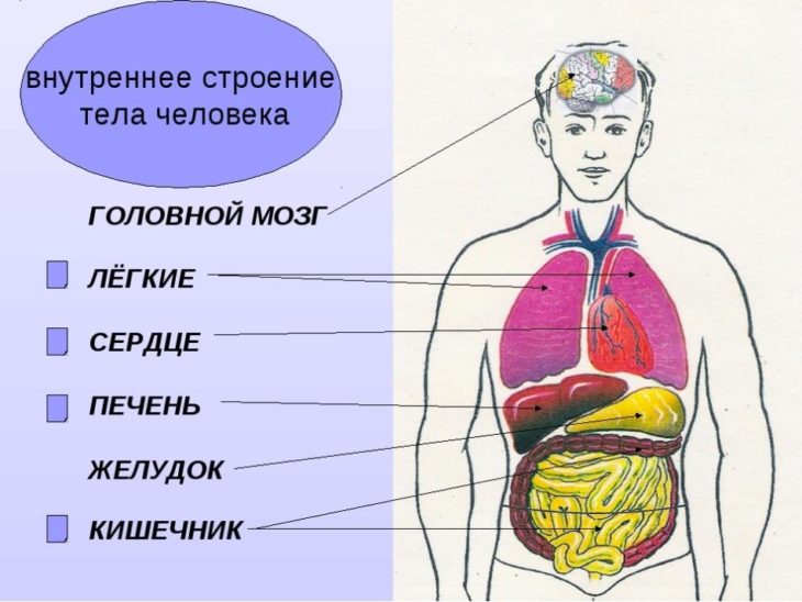 Картинки расположение органов человека (53 фото)