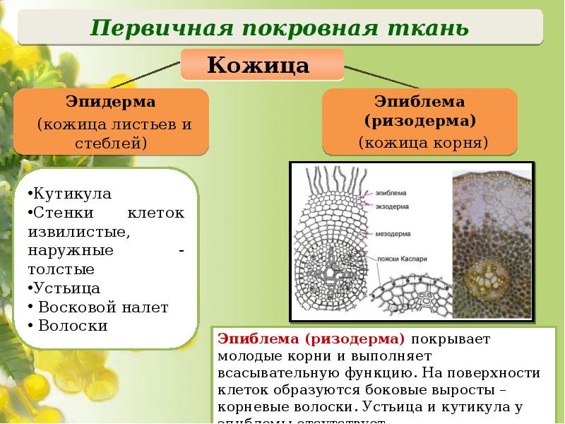 Ткани растений фото и названия