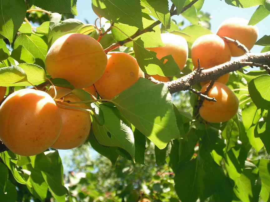 Фиалка абрикосовый сад фото и описание