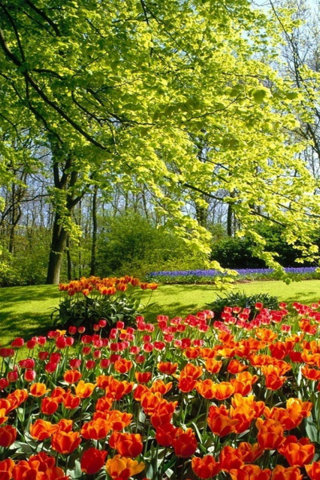 Яркие весенние пейзажи. Природа цветы. Красивая природа с цветами.